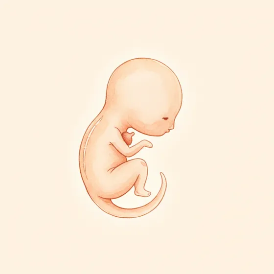 Baby in Schwangerschaftswoche 5